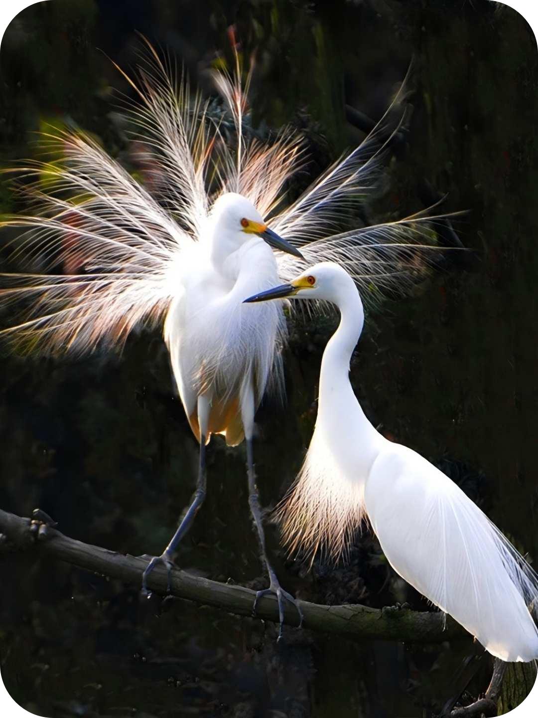 白鹭系列（路小军摄）