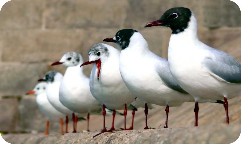 海鸥系列（路小军摄）