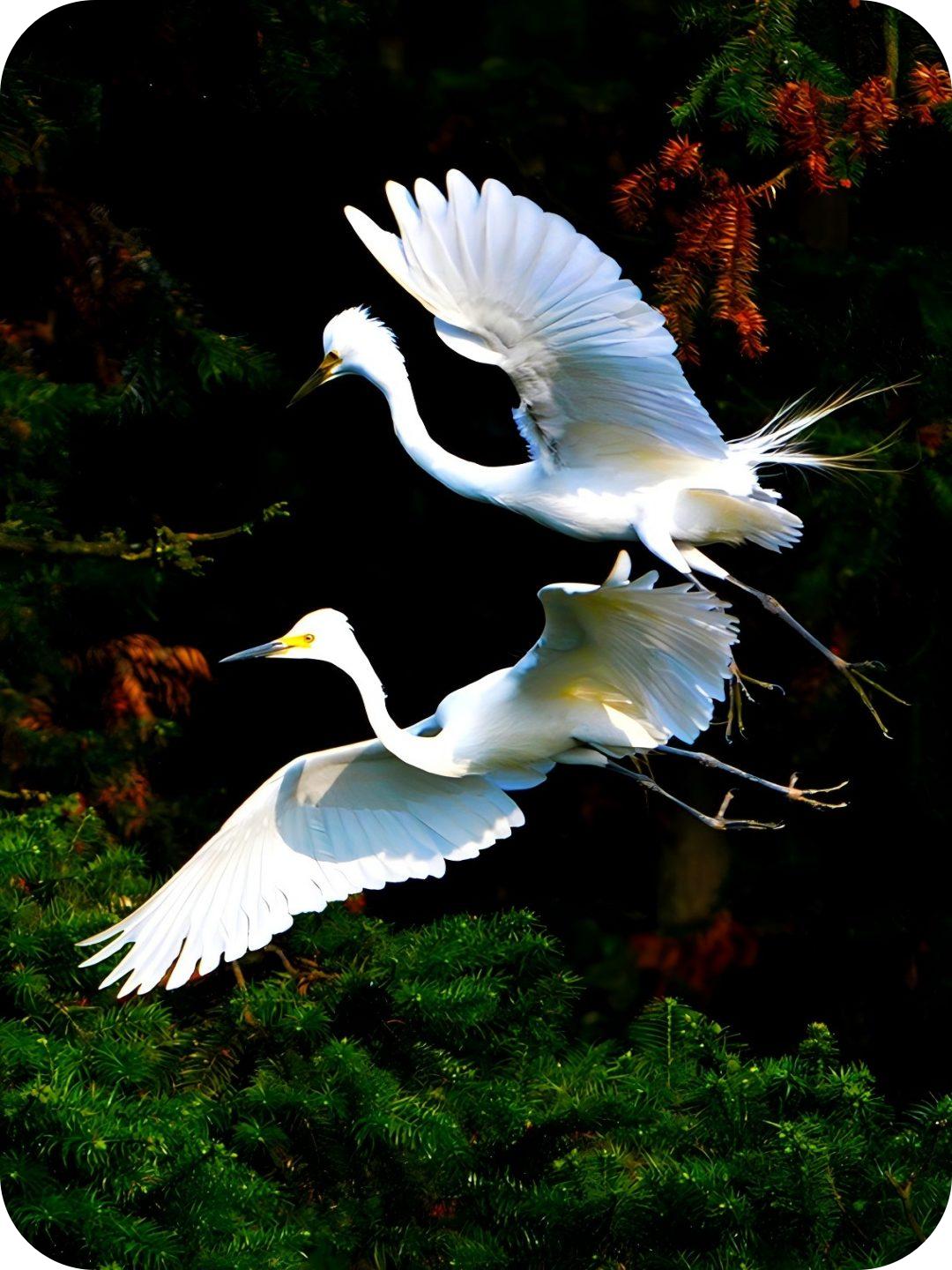 白鹭系列（路小军摄）