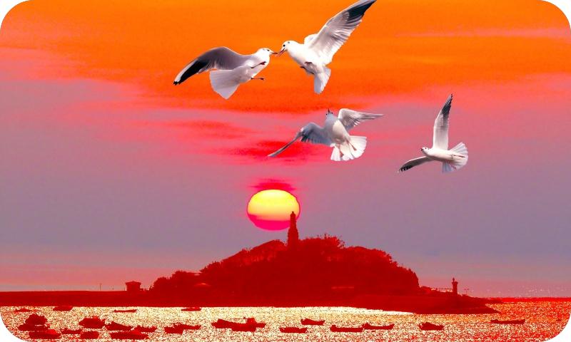 海鸥系列（路小军摄）