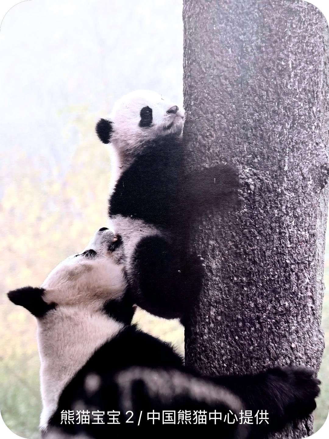 熊猫宝宝