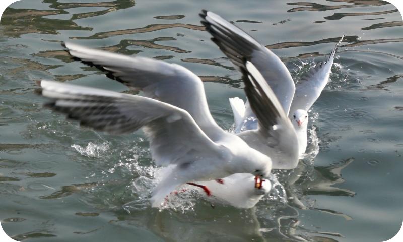 海鸥系列（路小军摄）