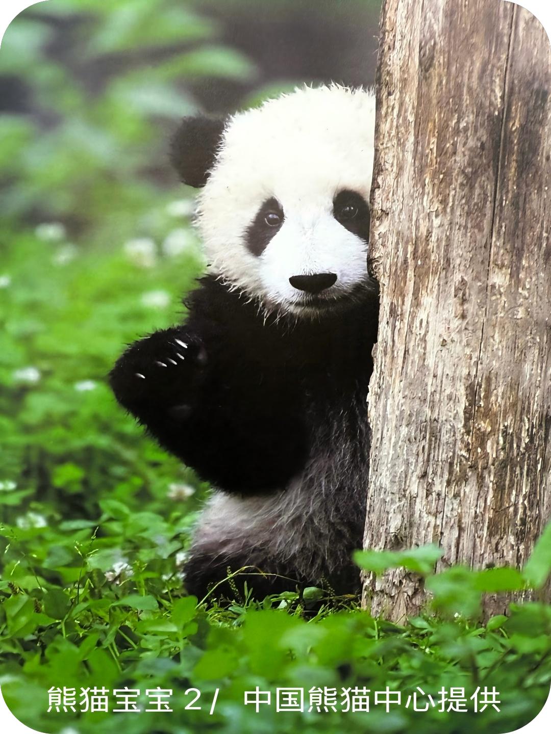 熊猫宝宝