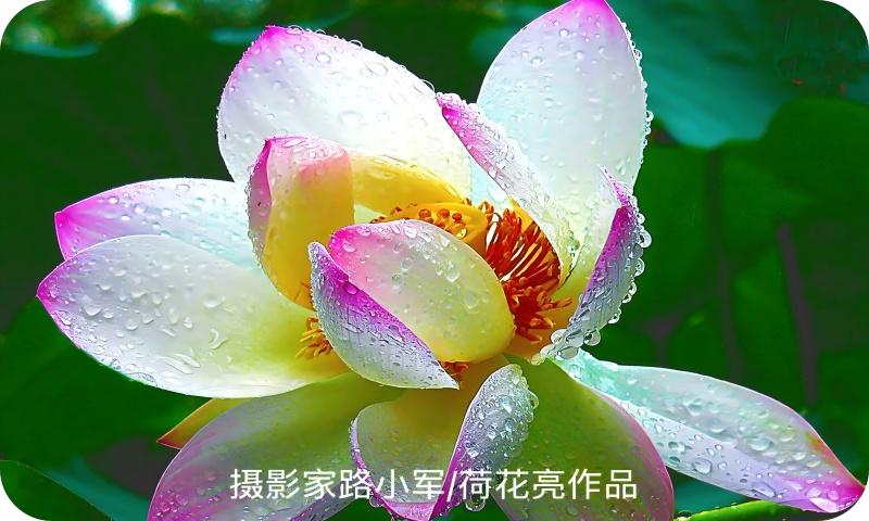 荷花亮（路小军摄）