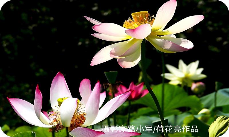 荷花亮（路小军摄）