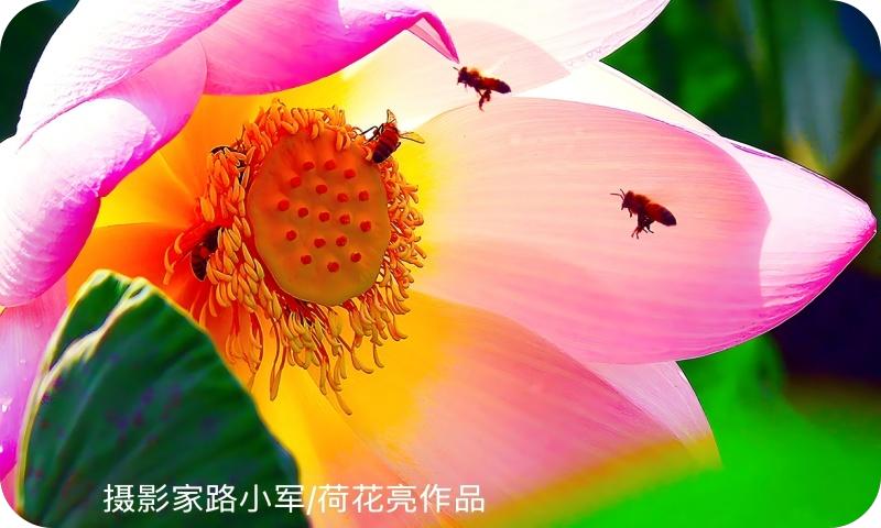 荷花亮（路小军摄）