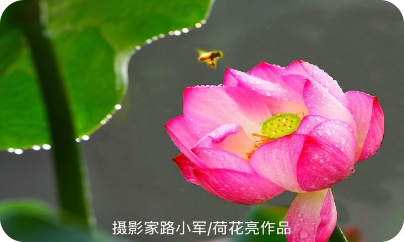 荷花亮（路小军摄）