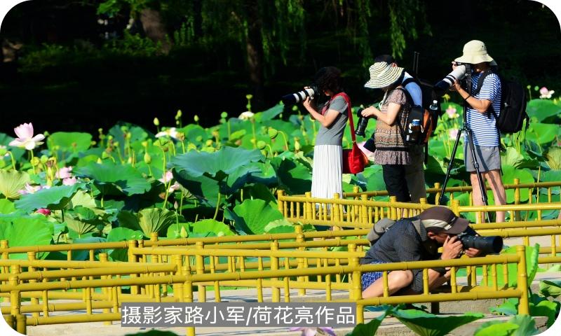 荷花亮（路小军摄）