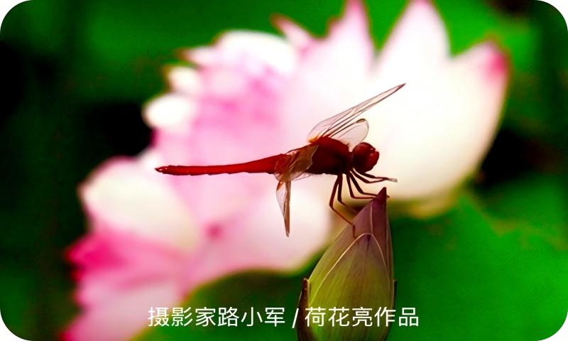 荷花亮（路小军摄）