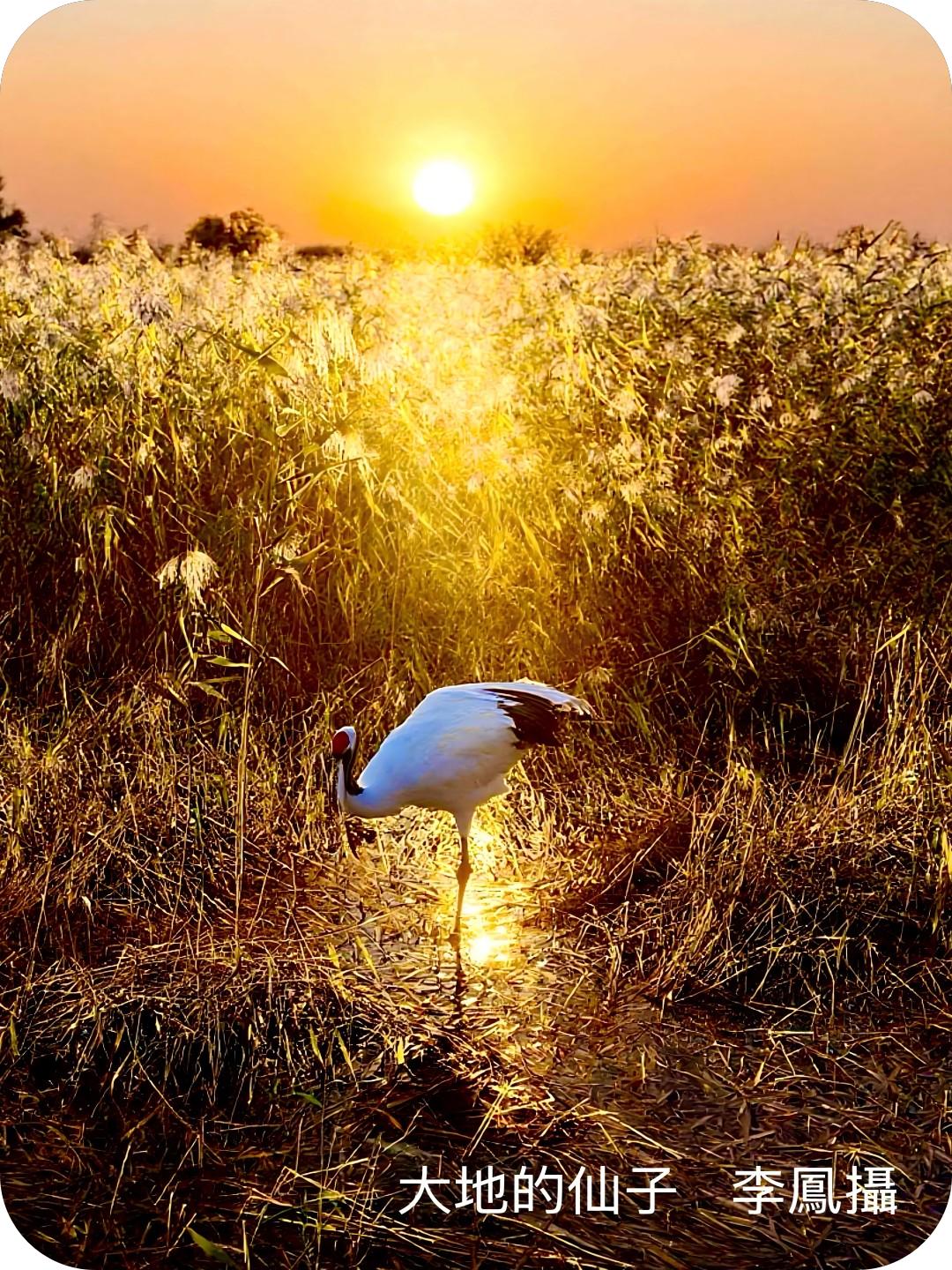 著名摄影家李凤作品系列