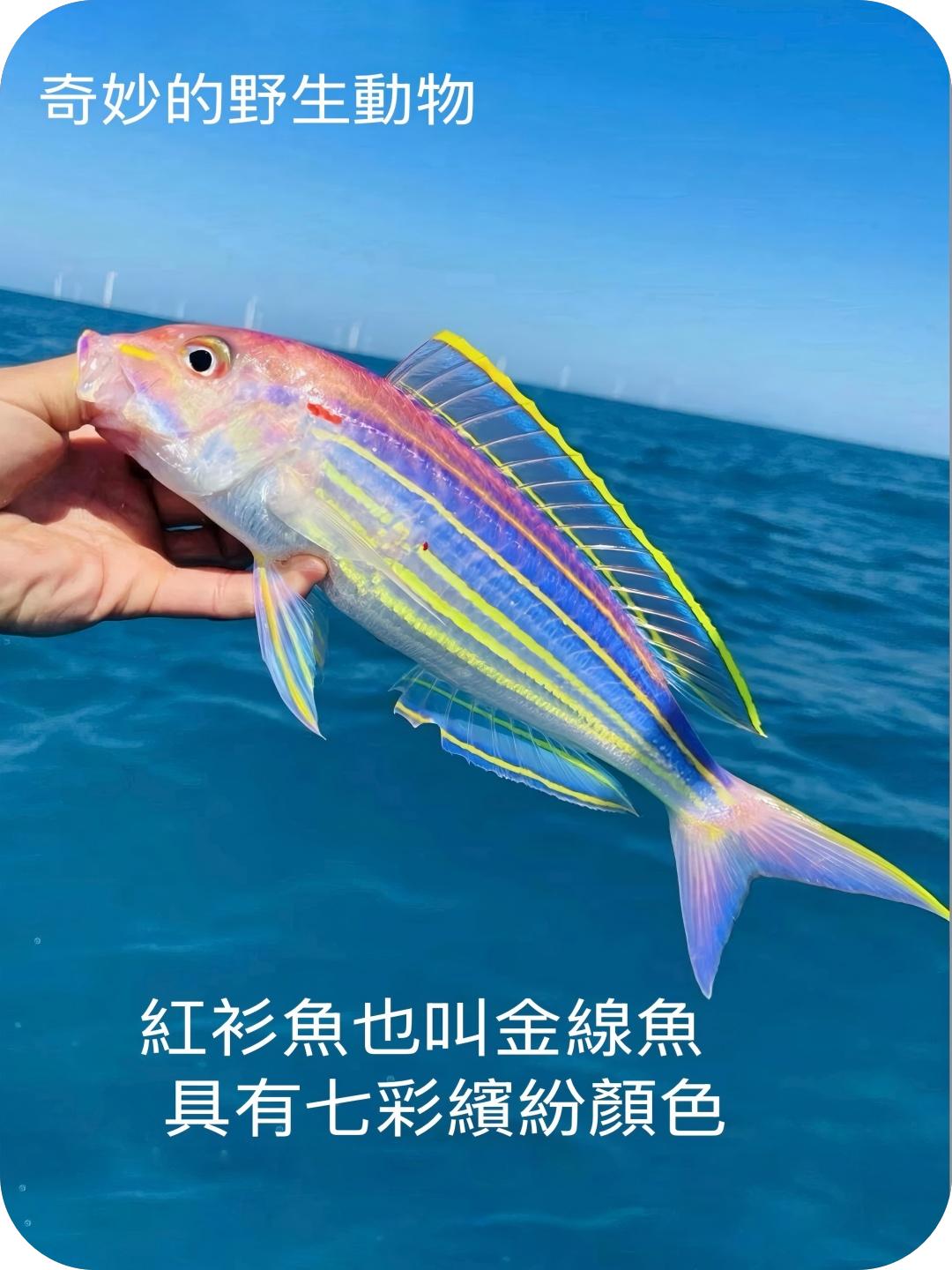 奇妙的野生动物