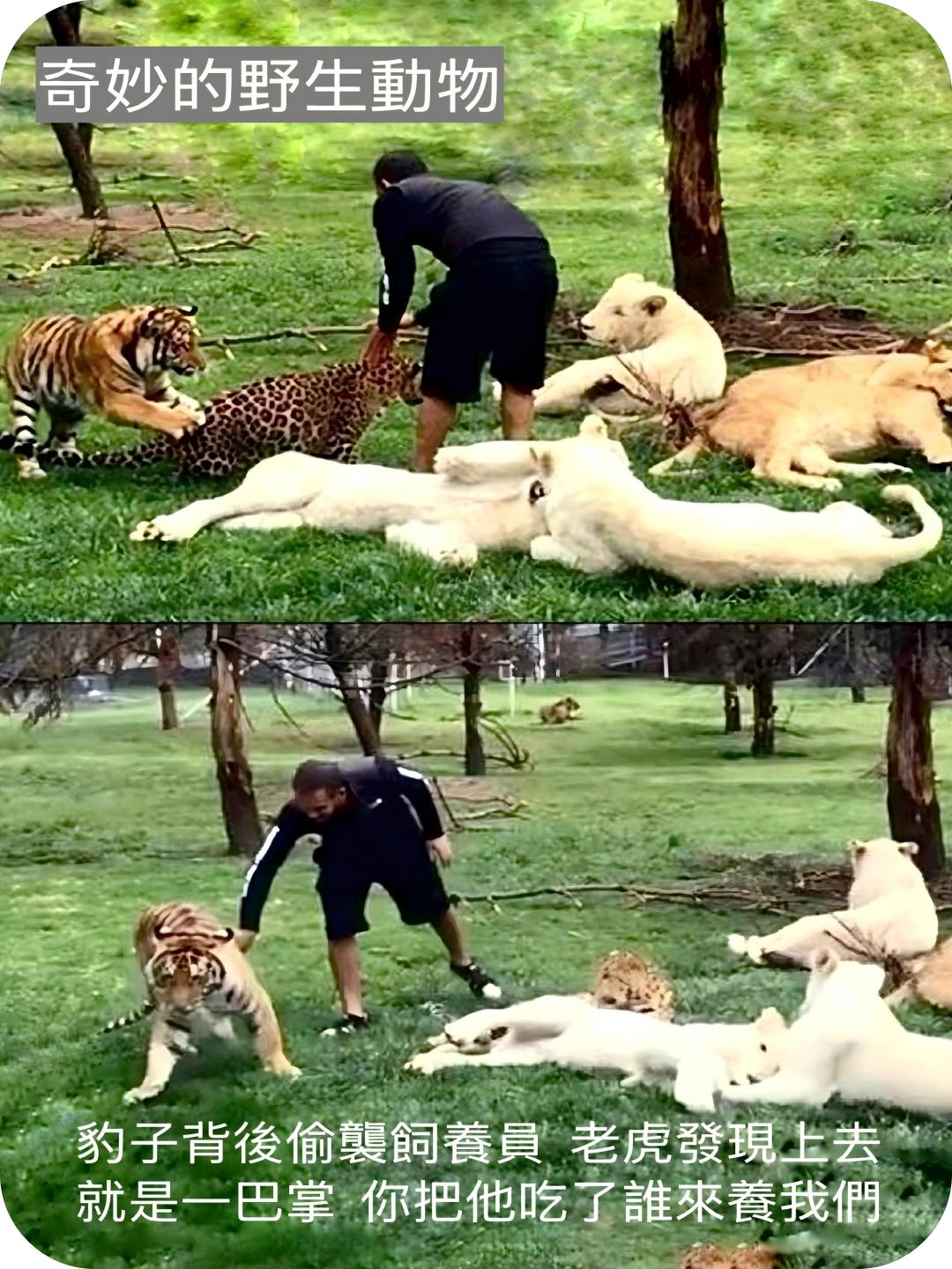 奇妙的野生动物