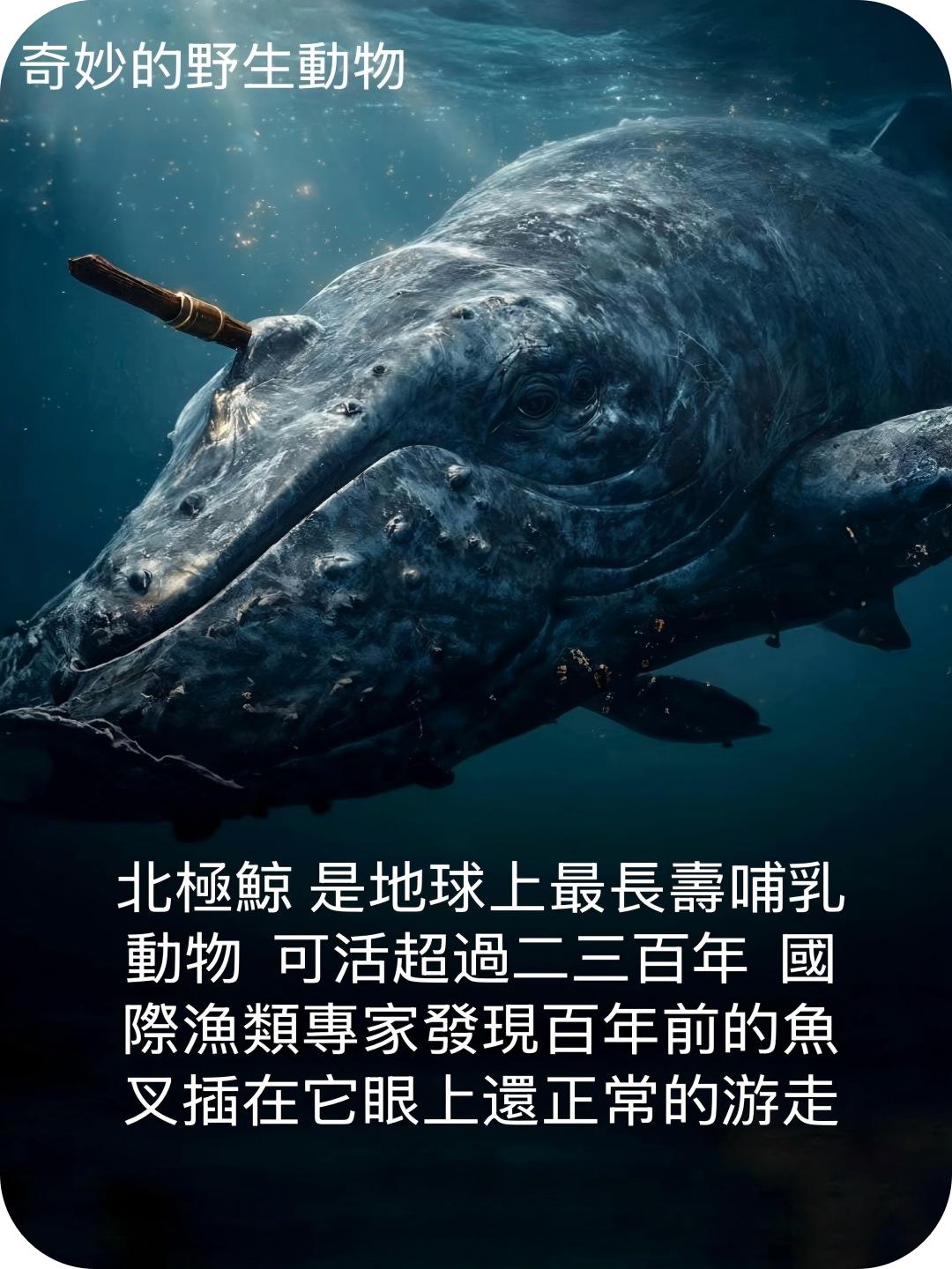 奇妙的野生动物