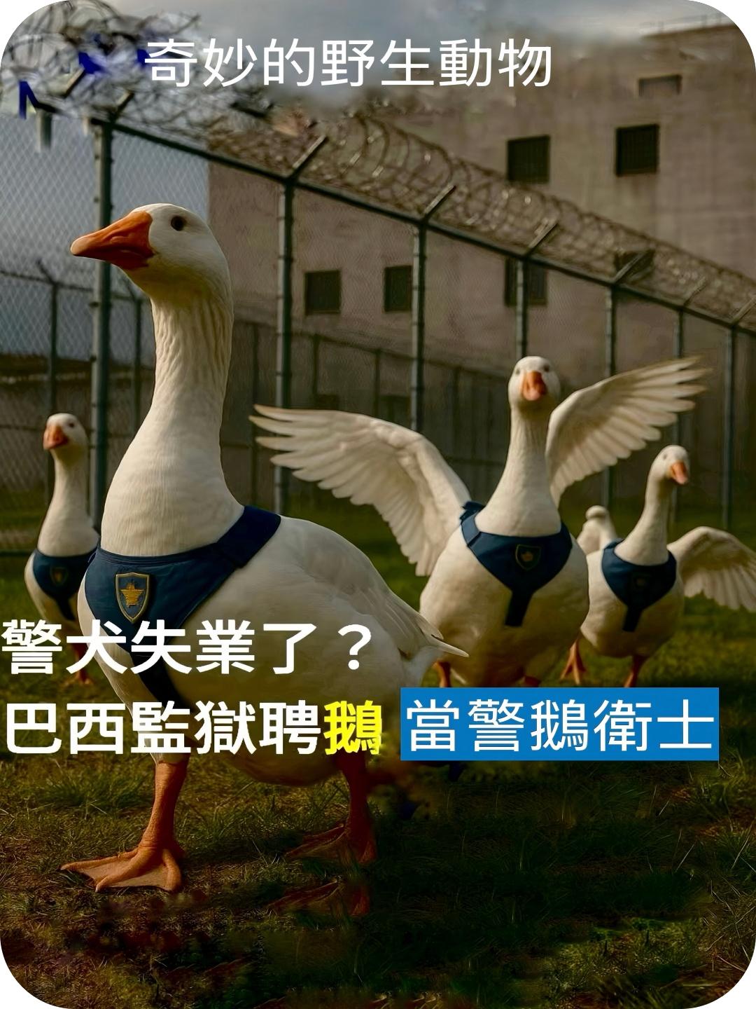 奇妙的野生动物