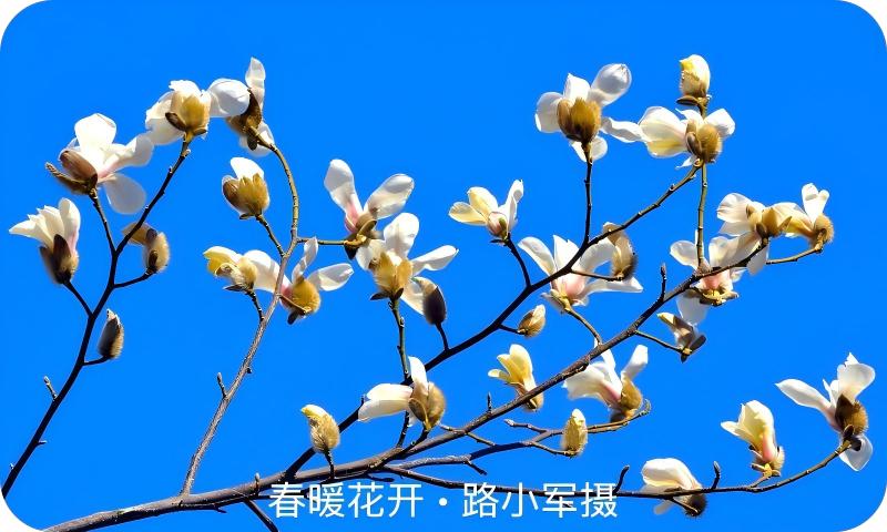 春暖花开（路小军摄）
