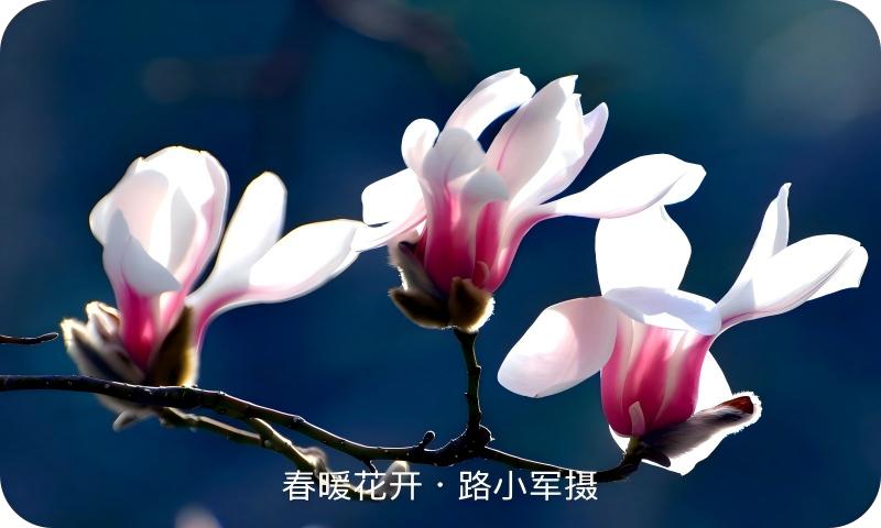春暖花开（路小军摄）