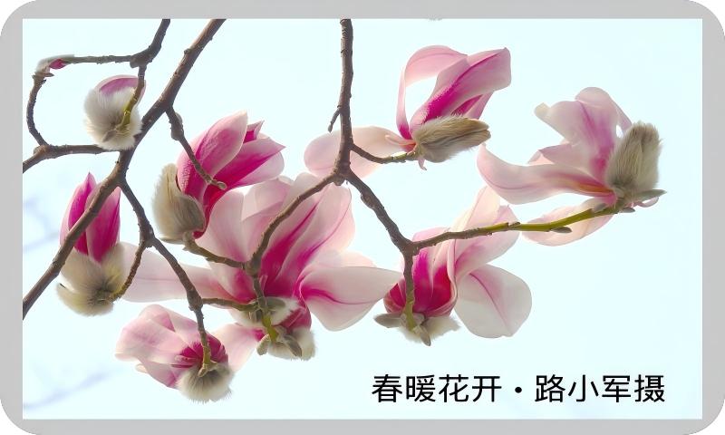 春暖花开（路小军摄）