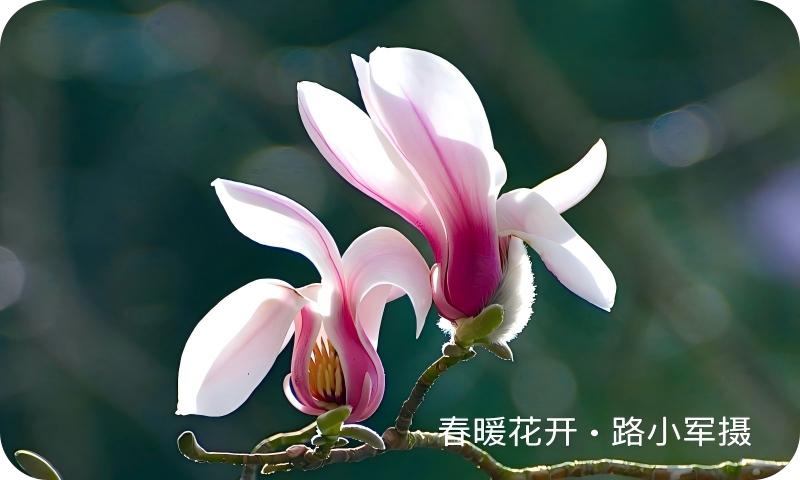 春暖花开（路小军摄）