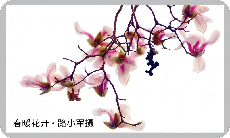 春暖花开（路小军摄）