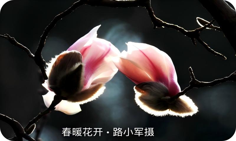 春暖花开（路小军摄）