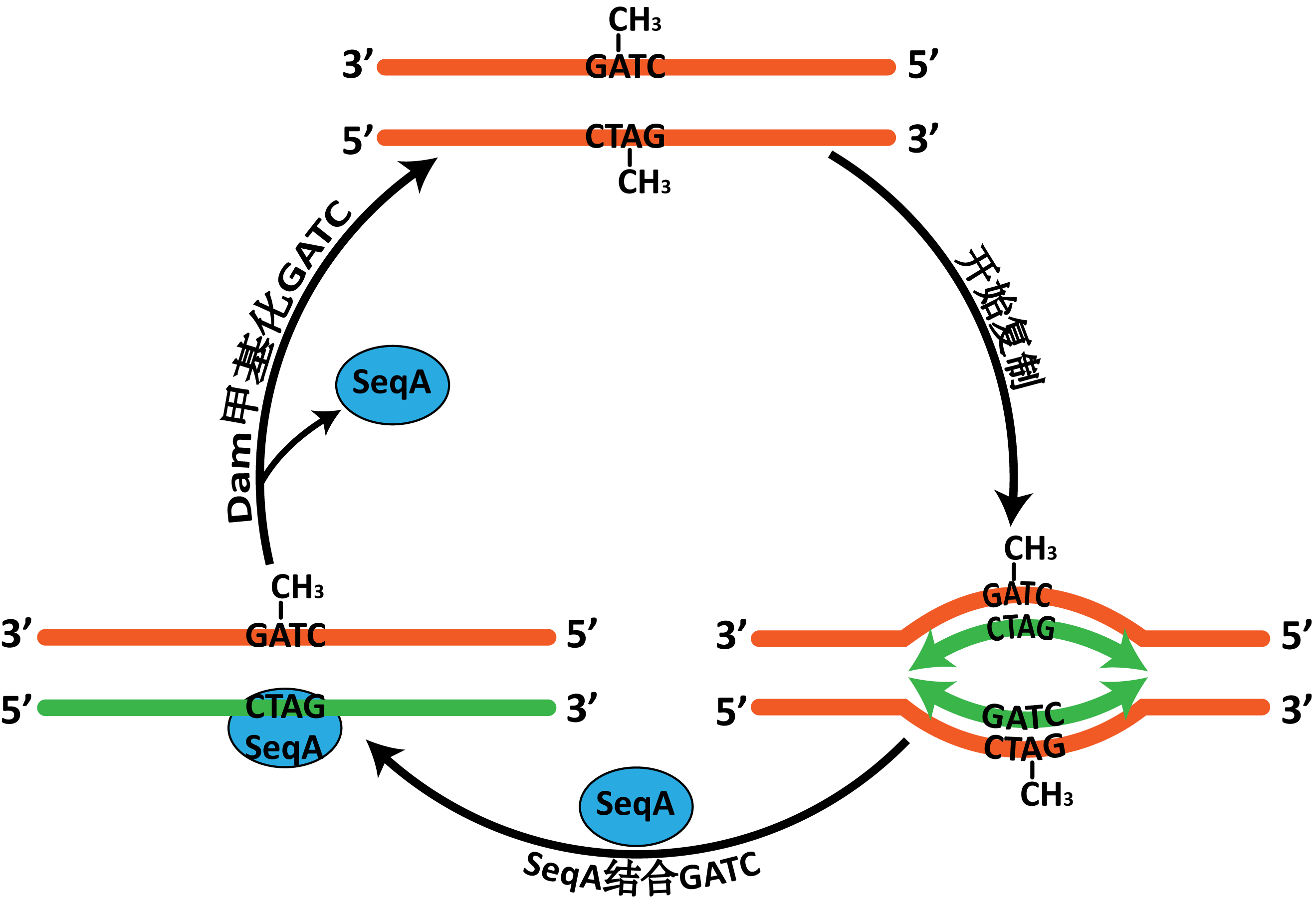 6.DNA复制起始调控机制-GeneStudy|基因学习