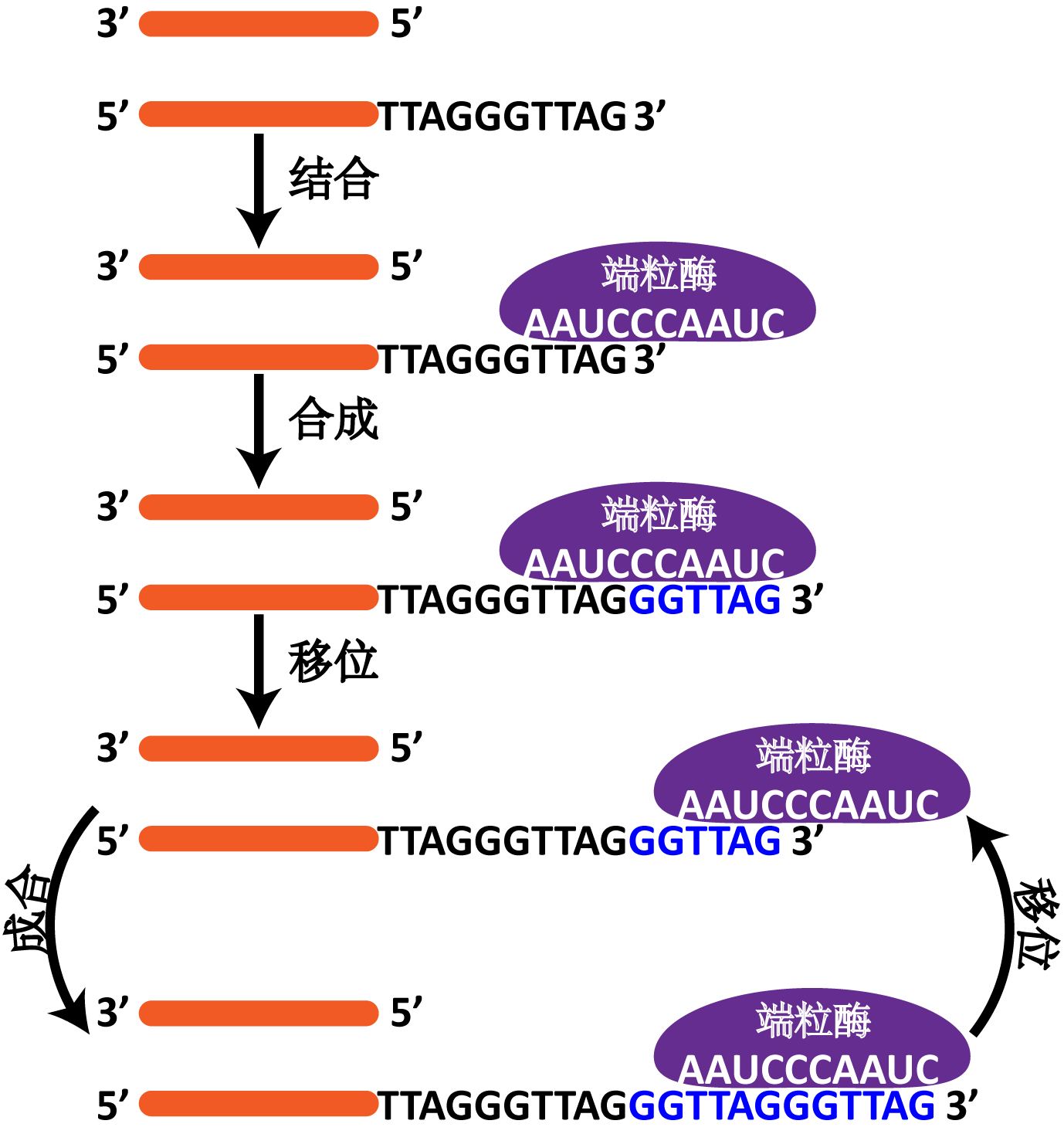 6.端粒合成完整过程-GeneStudy|基因学习