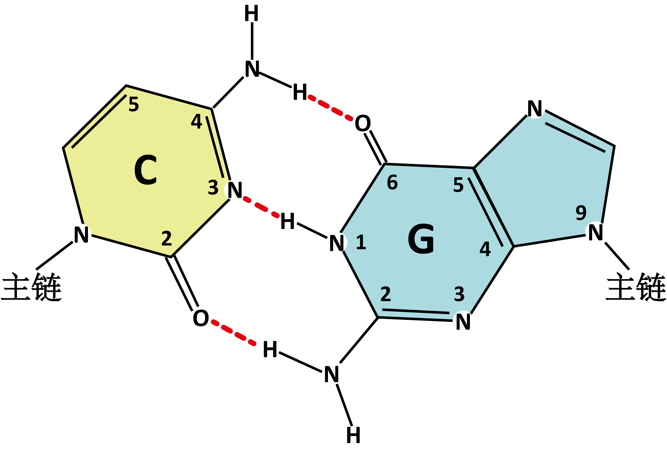 碱基正确基配的原因-GeneStudy|基因学习
