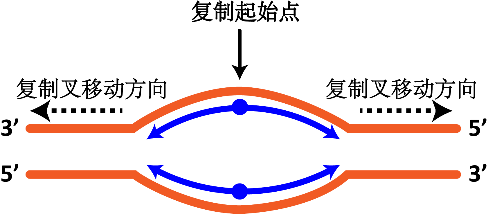 DNA双向复制