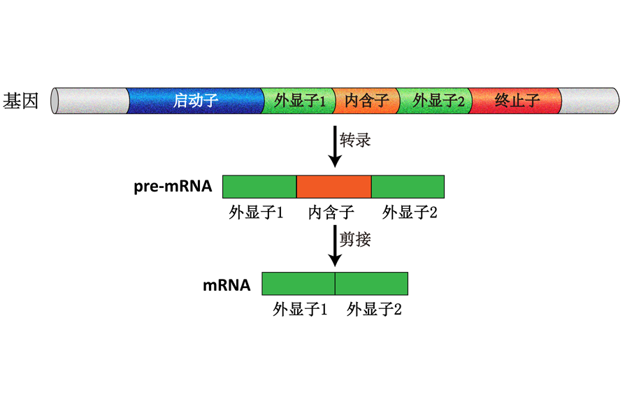GeneStudy|基因学习