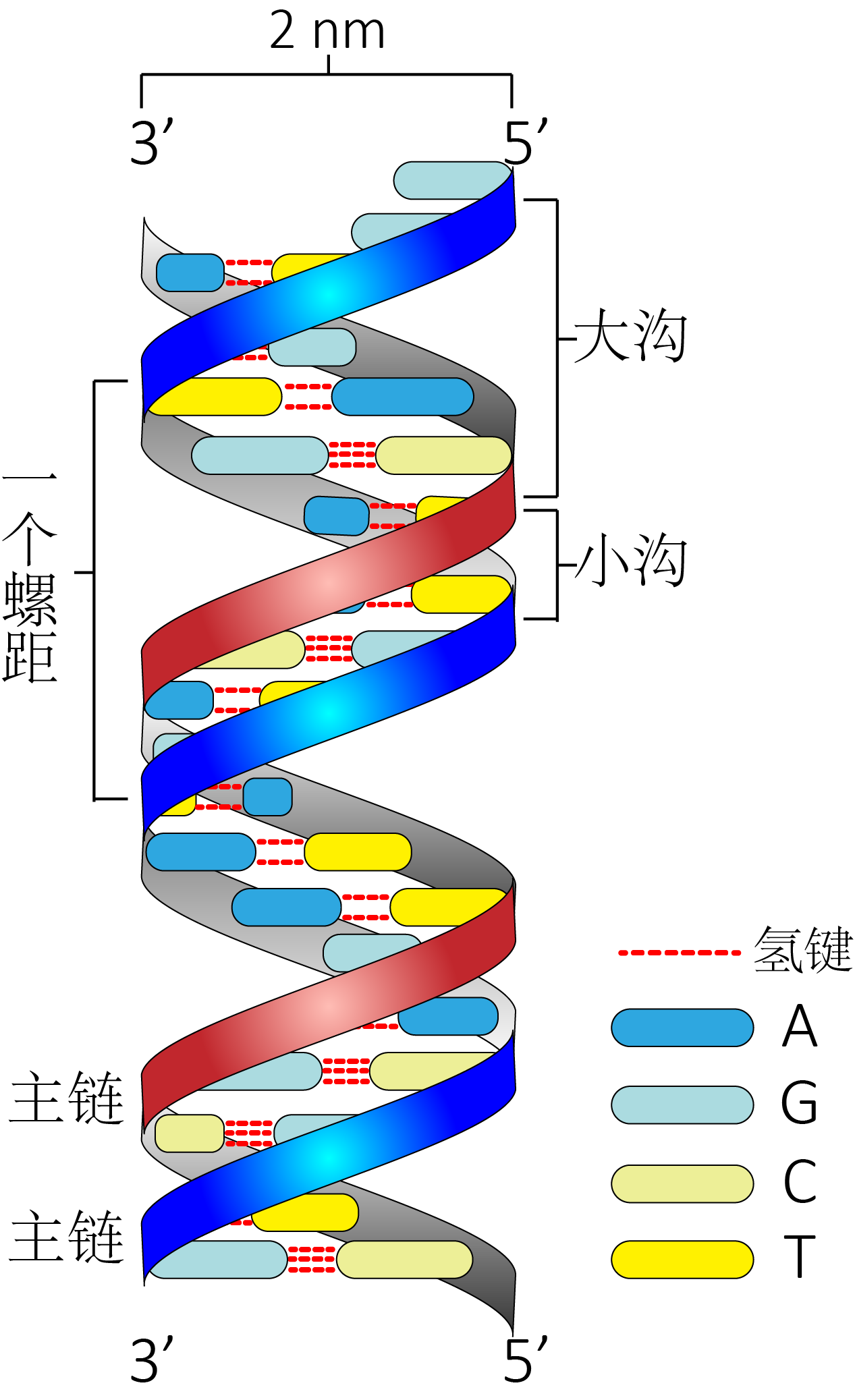 DNA双螺旋结构-GeneStudy|基因学习