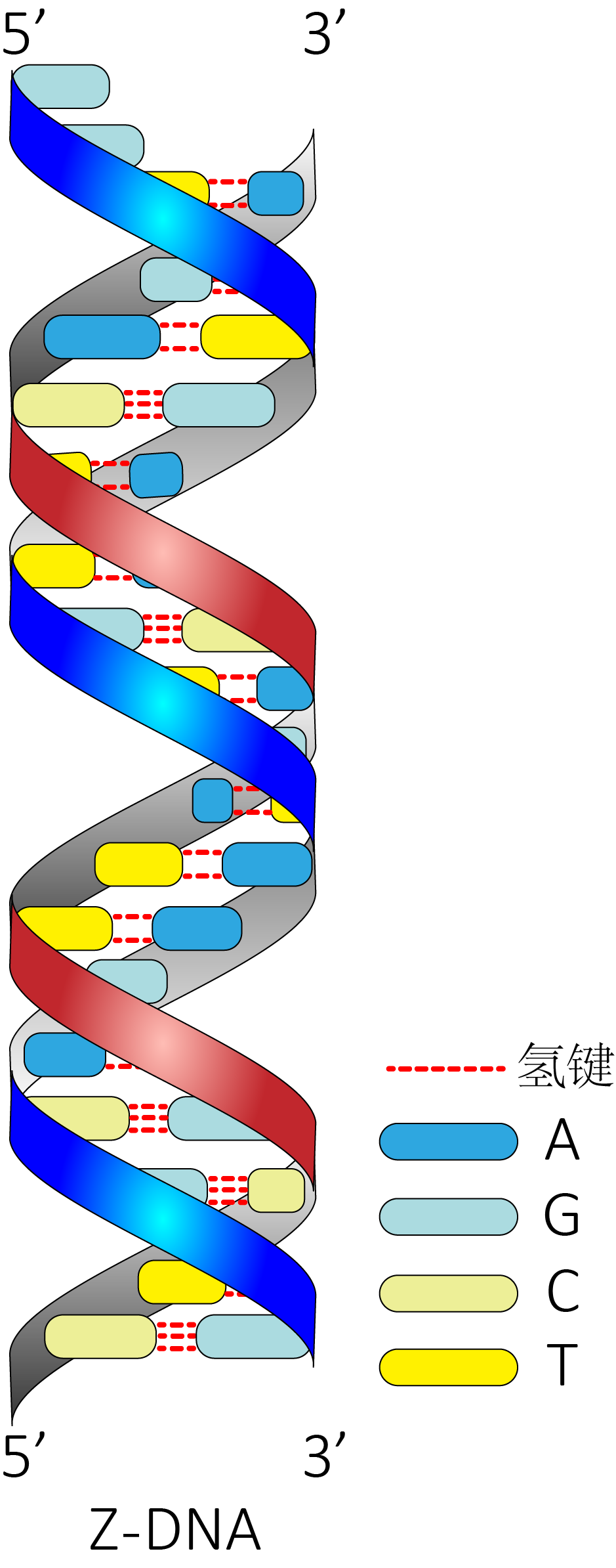 DNA双螺旋类型-GeneStudy|基因学习