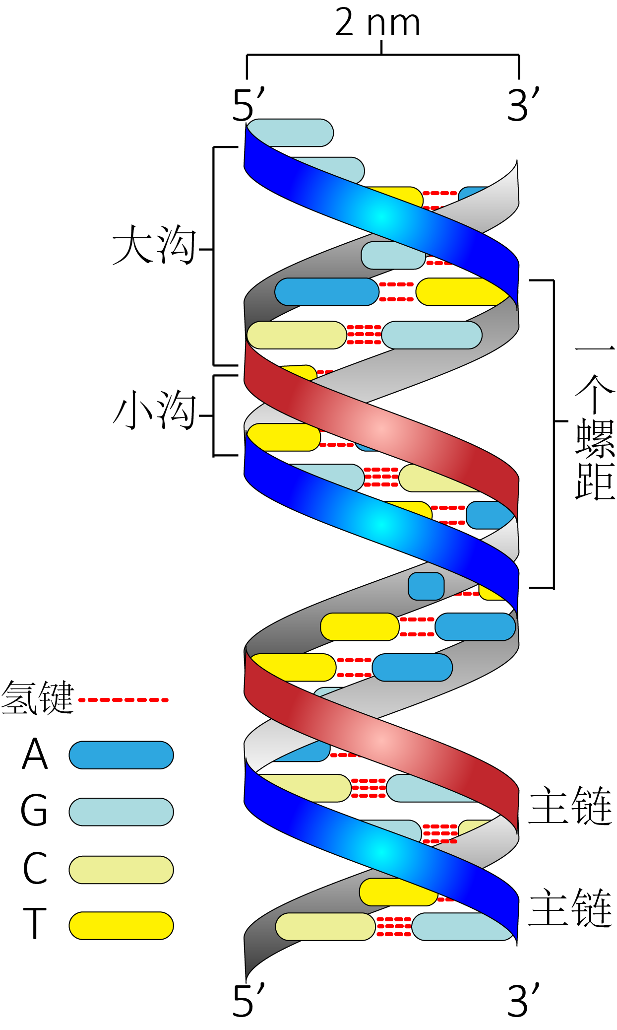 DNA双螺旋螺旋方向类型