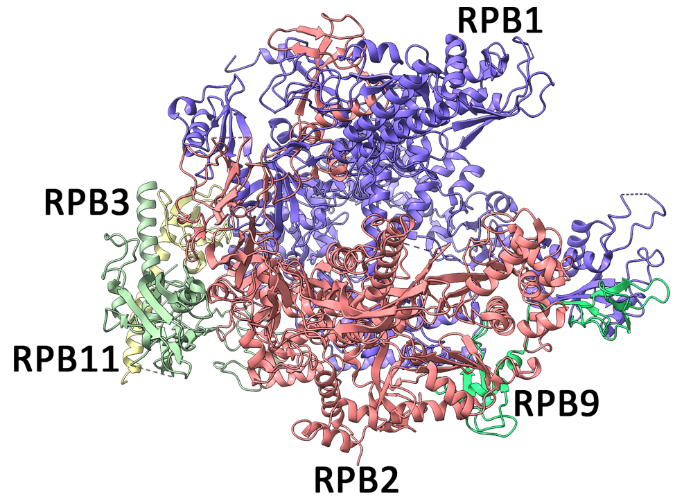 RNAPII-GeneStudy|基因学习