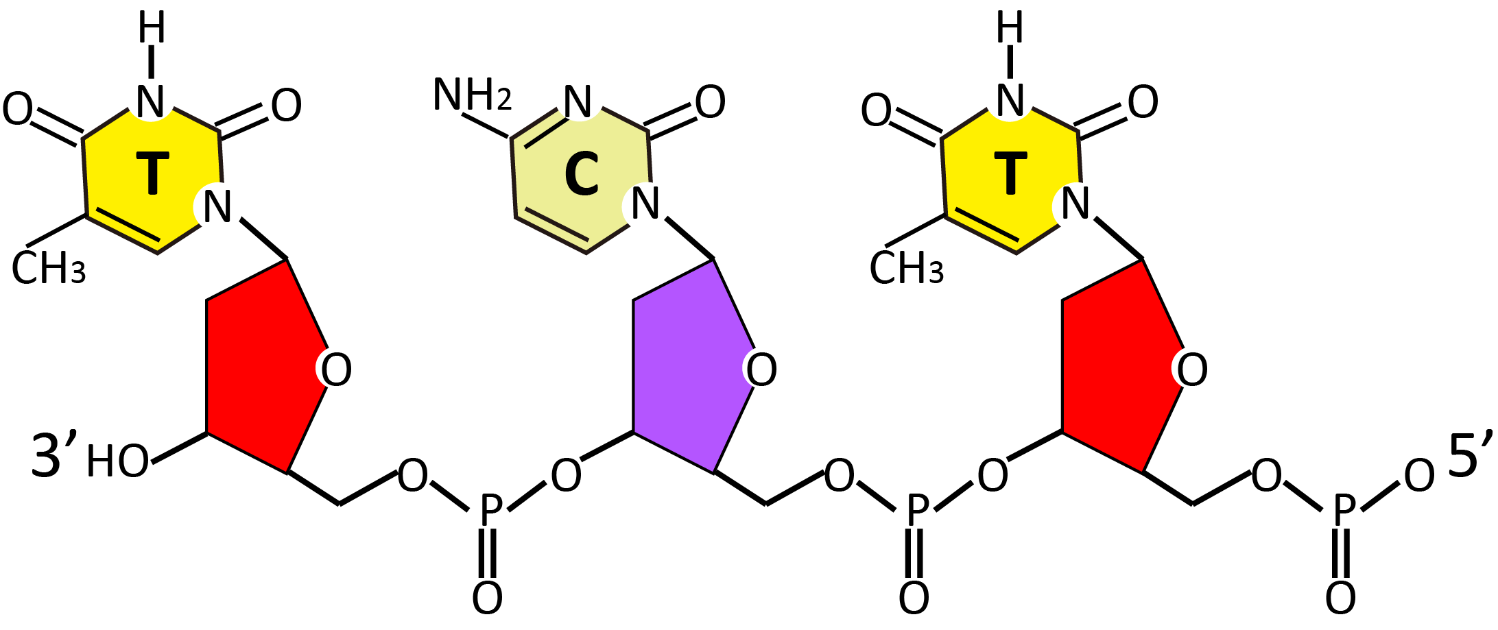 DNA修复 - GeneStudy|基因学习