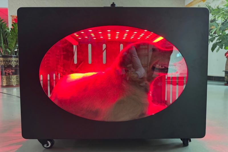 How Red Light Therapy Crates Protect Your Pet’s Health in Their Golden Years