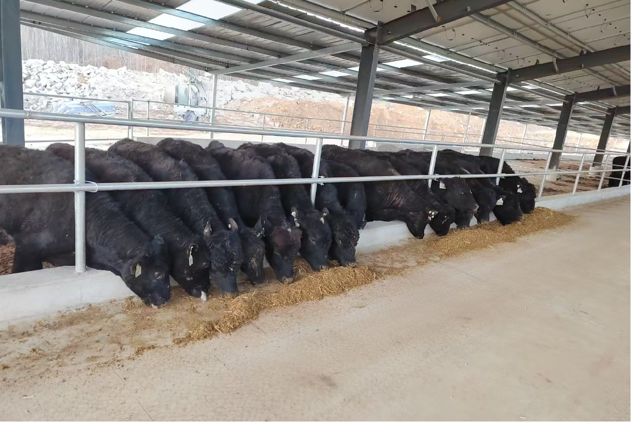 河南鲁山3.5万头安格斯肉牛绿色牧业产业园