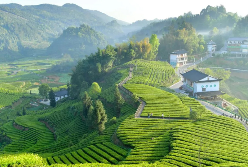 Sincere invitation | Kareem Global Tea Selection Conference shines with the 