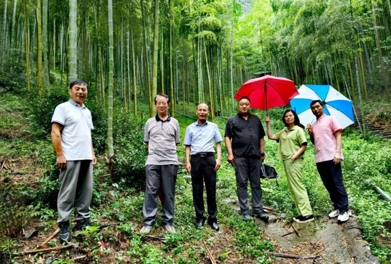 卡利姆国际竹林野生茶基地将落户浙江德清莫干山