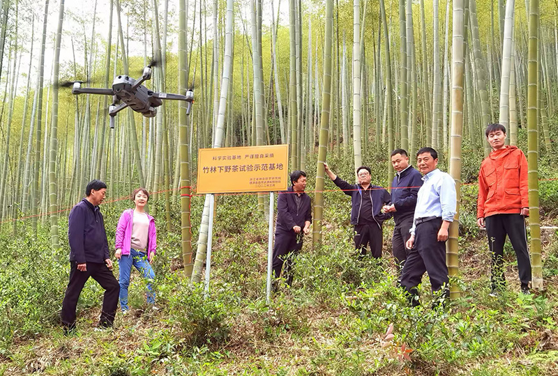 项亨旺：以情怀为根，以创新为翼，赋能莫干山竹茶产业