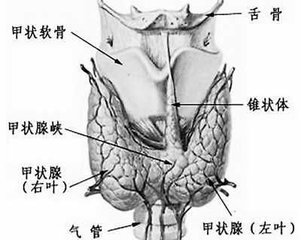 甲状腺超声报告，这样解读！