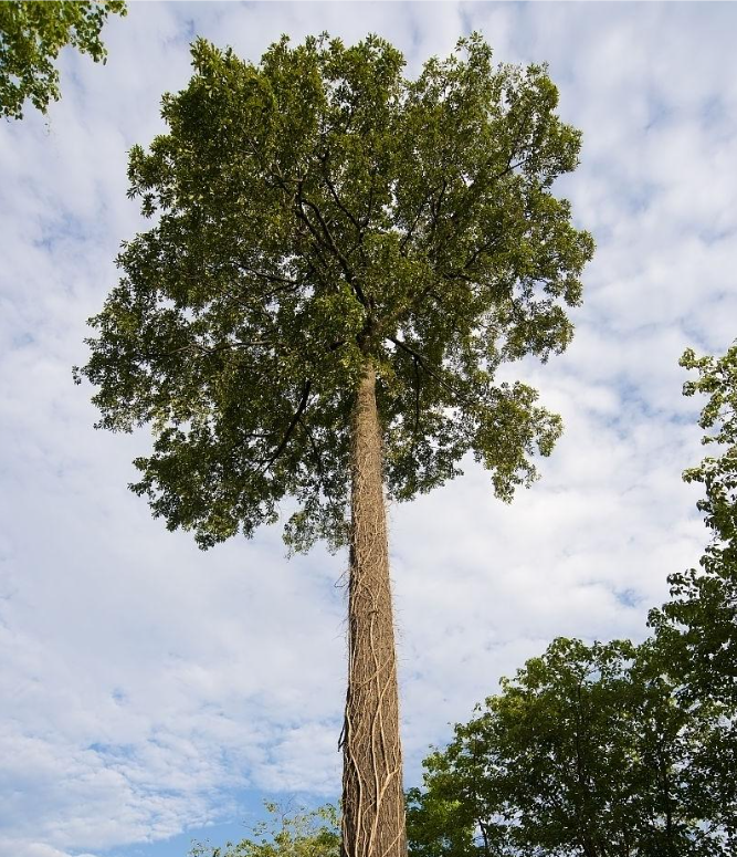 What main tree species can be found in Brazil?