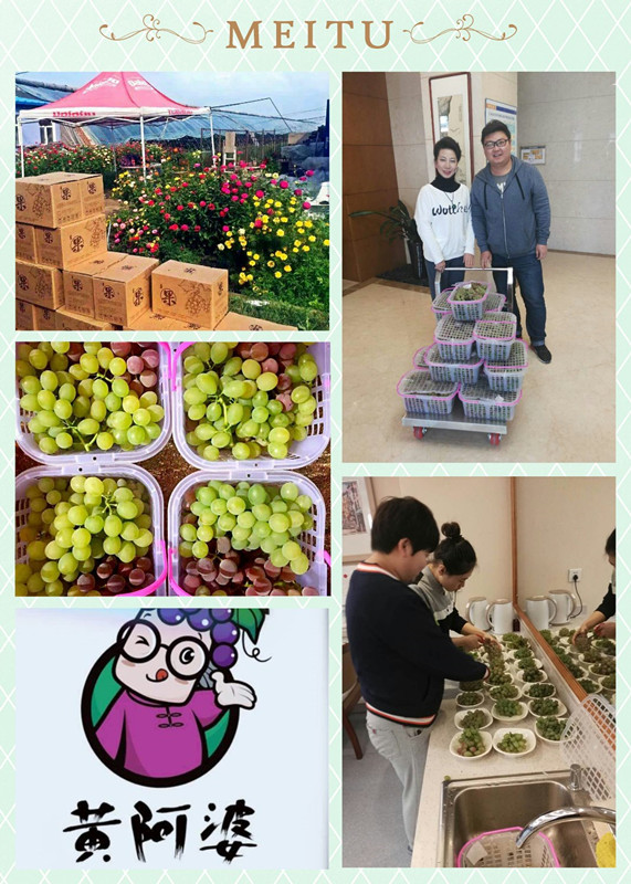 寒露时节葡萄香 ——长春百晨农业科技向怡康园赠送黄阿婆有机葡萄