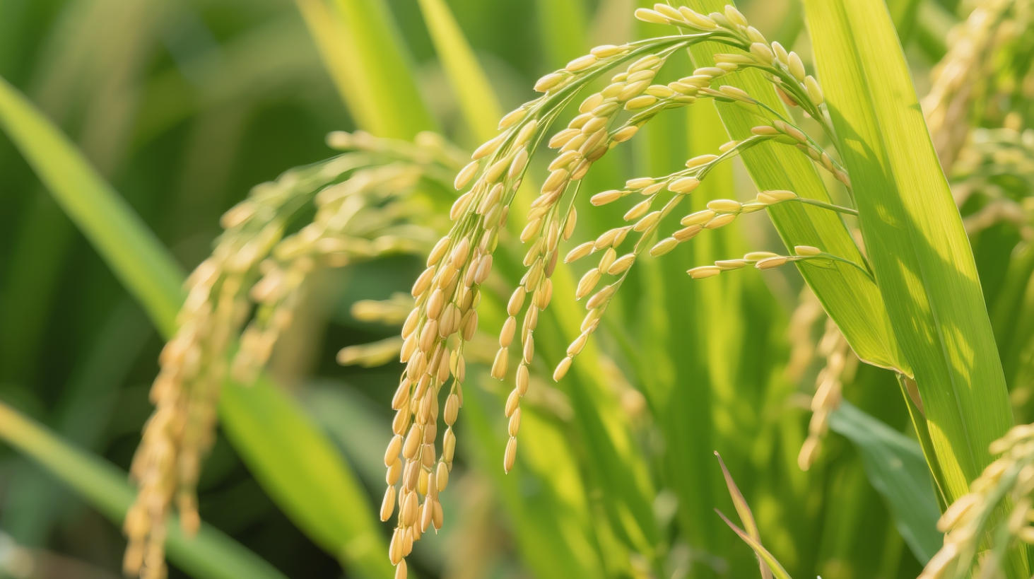 残留地膜检测解决方案