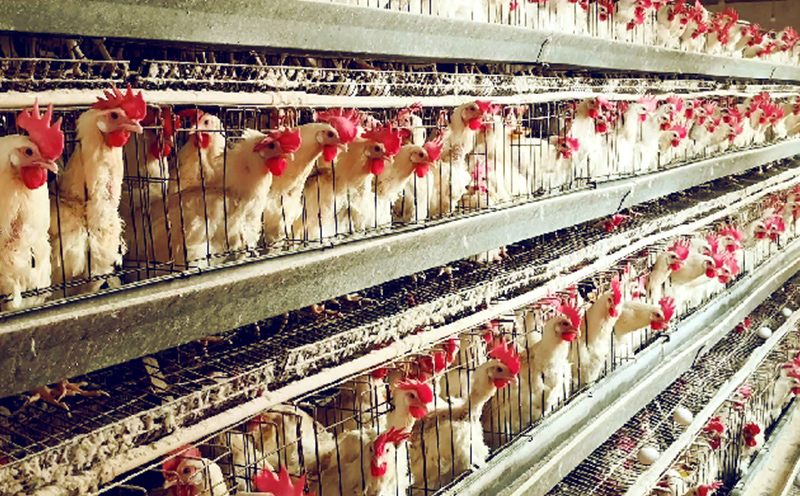 黑曲霉菌培养物蛋鸡饲养实验报告在Animals杂志发表