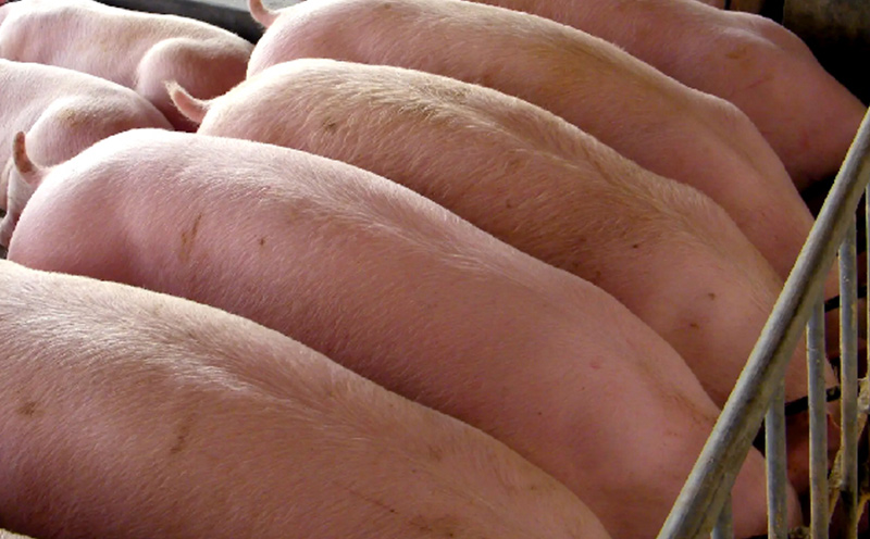 可肥酸-50猪长期饲喂及体内消除规律试验报告