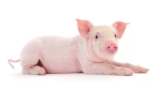 氧化锌抗腹泻作用的发现之旅