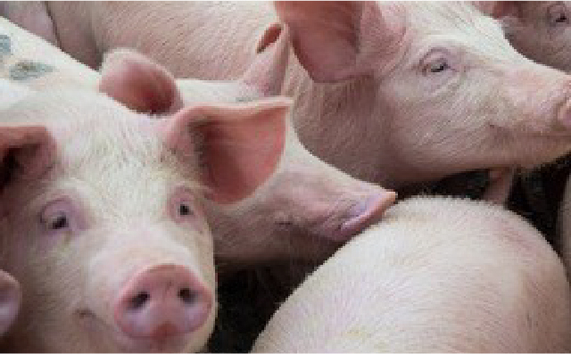 不同压力（环境；肠道；呼吸道等）模型下影响猪生产性能的因素