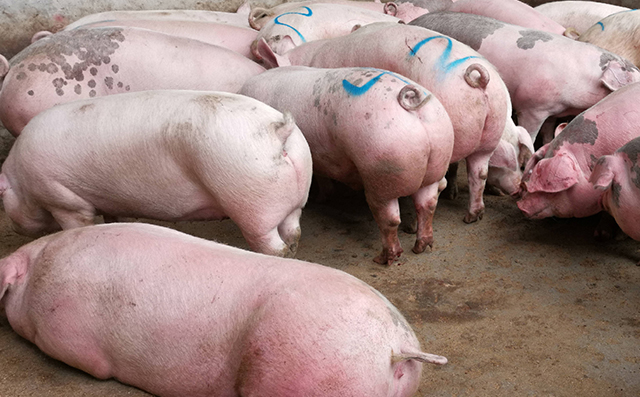 大猪日粮中添加缬氨酸，异亮氨酸，色氨酸可提高大猪的生产性能