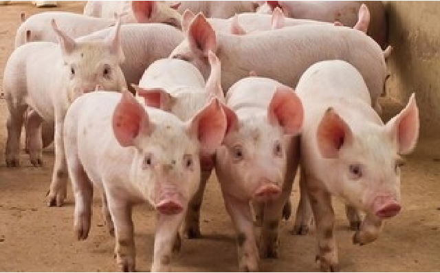 【综述】日粮和微生物-肠-脑轴与猪咬尾的关系