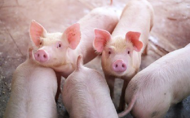 饲料中添加苯甲酸能提高断奶仔猪的总氮表观回肠消化率系数、小肠绒毛高度和盲肠微生物群的多样性